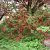 Chaenomeles x superba Crimson and Gold, Hybridrosenkvitten, busk C3,5