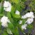 Philadelphus x viriginalis Minnesota Snowflake, Kameliaschersmin, C5