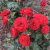 floribunda Carl Philip ® (Korpeahn), Floribundaros, C4
