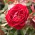 floribunda Carl Philip ® (Korpeahn), Floribundaros, C4