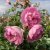 Rosa Jasmina ®