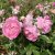 Rosa Jasmina ®