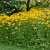 Rudbeckia fulgida var. deamii