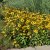 Rudbeckia fulgida var. deamii