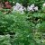 Thalictrum aquilegiifolium, Aklejruta