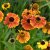 Helenium aut. hybr. Mardi Gras, Trädgårdssolbrud