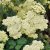 Achillea hybr. Credo