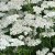 Achillea millefolium Schneetaler
