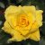 floribunda Sunsprite (Friesia, Korresia), Floribundaros, barrot 1st