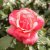 Rosa floribunda Läckö ™ (Riberhus)