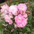Rosa Lavender Cover ®