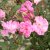 Rosa Lavender Cover ®