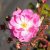 Rosa Lavender Cover ®