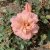 Rosa Renaissance ® Sissel ™