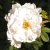rugosa Henry Hudson, Kanadensisk Buskros