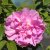 Rosa rugosa Gryts Bruk