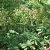 Euphorbia amygdaloides subsp. robbiae
