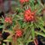 Euphorbia griffithii Fireglow, Eldtörel, C11cm