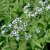 Eurybia (Aster) divaricata