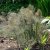 Foeniculum vulgare Purpureum