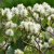 Fothergilla major, Stor Häxal