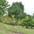 Fraxinus ornus Meczek