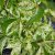 Parthenocissus quinq. Star Showers ® (Monham), Klättervildvin