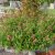 Centranthus ruber