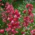 Heuchera hybr. Paris ®, Alunrot
