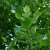 Liriodendron tulipifera