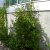 Lonicera x heckrottii