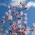 Magnolia loebneri Leonard Messel