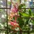 Lonicera x heckrottii