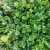 Buxus microphylla Faulkner, Buxbom