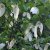 Davidia involucrata var. vilmoriniana