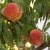 Prunus persica Frost