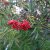 Sorbus commixta Carmencita