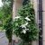 patens Mevrouw le Coultre, Klematis Storblommig, C2