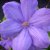 Clematis patens Mrs Cholmondeley