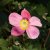 Anemone hupeh. Praecox