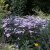 Aster ageratoides Harry Smith