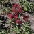 Astrantia major Ruby Wedding