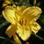 Hemerocallis hybr. Mary Todd