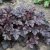 Heuchera hybr. Plum Pudding