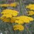 Achillea hybr. Coronation Gold, Praktröllika
