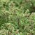 Dasiphora fruticosa Tilford Cream