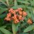 Euphorbia griffithii Fireglow, Eldtörel, C11cm