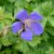 Geranium himalayense Gravetye