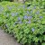 Geranium himalayense Gravetye