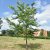 Gleditsia triacanthos Sunburst